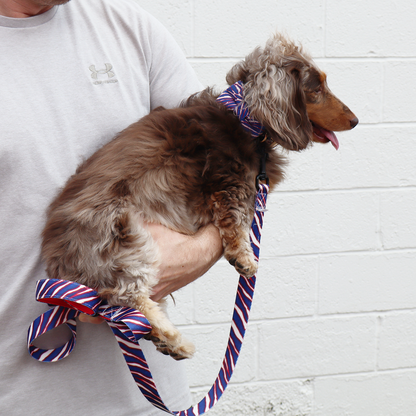 Game Day Dog Collar & Bow – Show Your Team Spirit